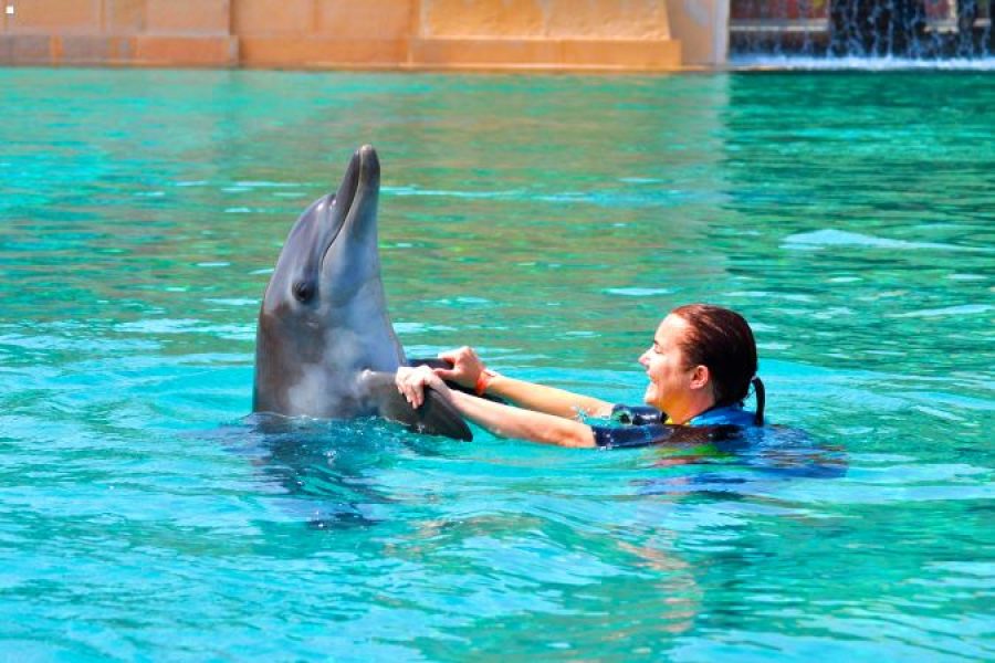 Dolphin & Seal Show Dubai