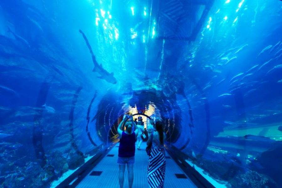 Dubai Mall Aquarium And Underwater Zoo Ticket