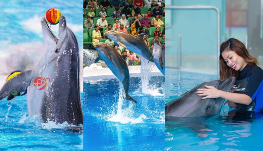 Visit Dubai Dolphinarium For A Fun Retreat In 2025